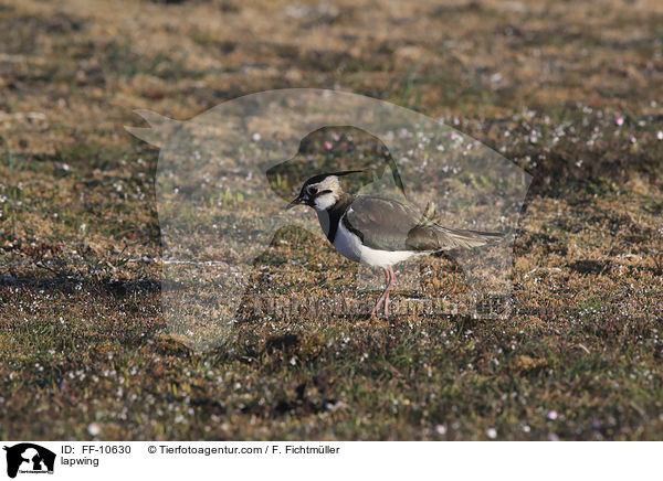 lapwing / FF-10630