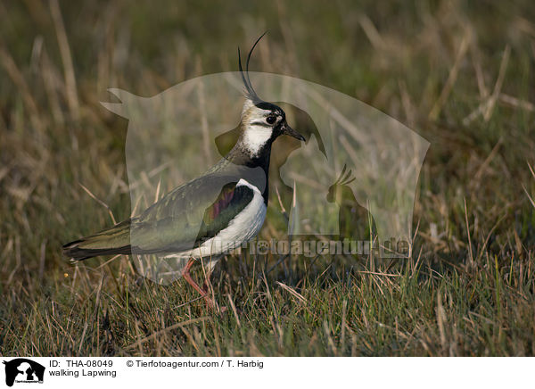 walking Lapwing / THA-08049
