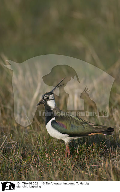 standing Lapwing / THA-08052