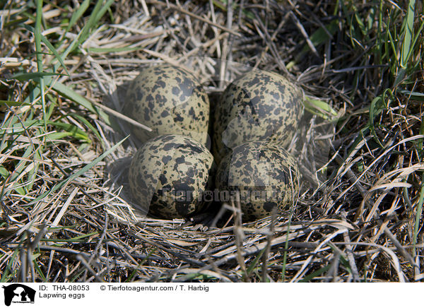 Lapwing eggs / THA-08053