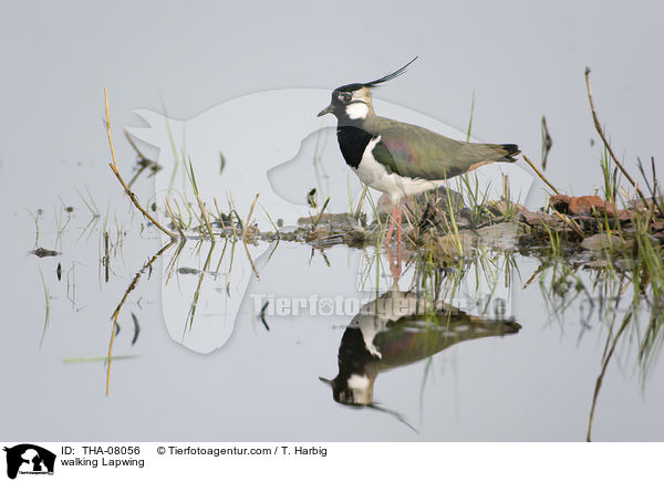 laufender Kiebitz / walking Lapwing / THA-08056