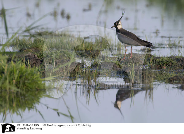 standing Lapwing / THA-08195
