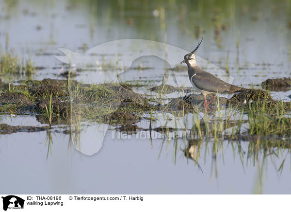 walking Lapwing / THA-08196