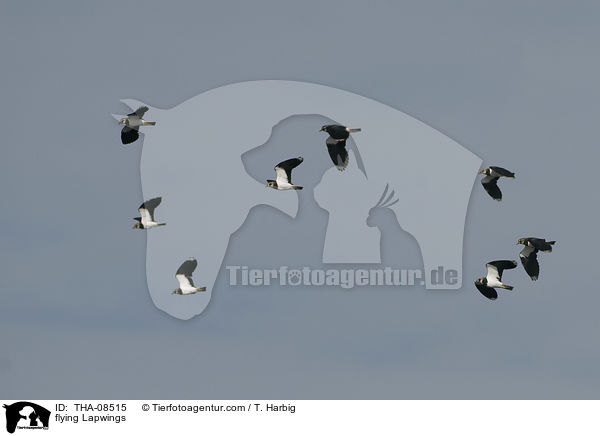flying Lapwings / THA-08515