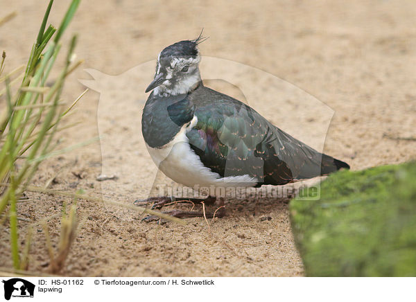 Kiebitz / lapwing / HS-01162