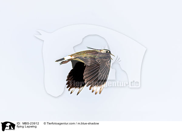 fliegender Kiebitz / flying Lapwing / MBS-23912