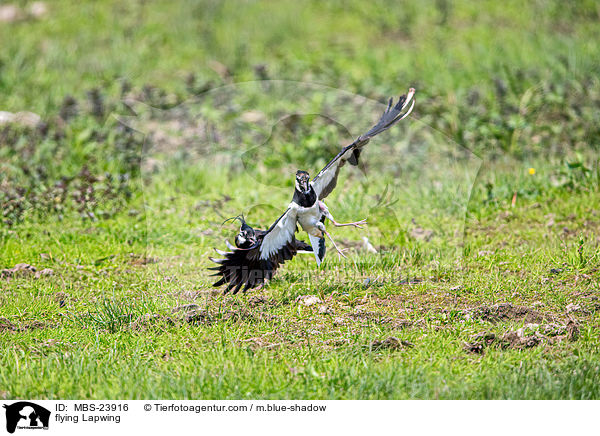 fliegender Kiebitz / flying Lapwing / MBS-23916
