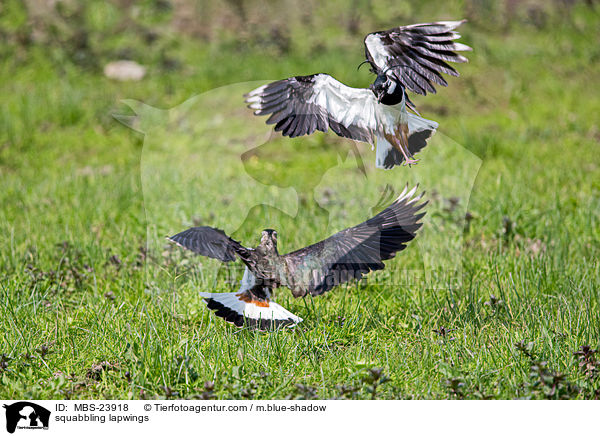 sich streitende Kiebitze / squabbling lapwings / MBS-23918