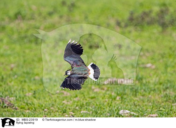 fliegender Kiebitz / flying lapwing / MBS-23919