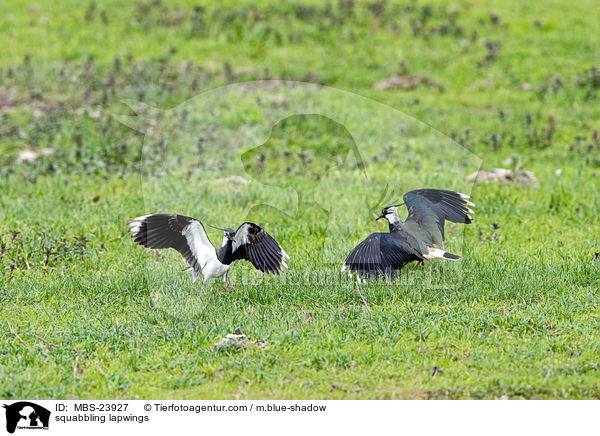 sich streitende Kiebitze / squabbling lapwings / MBS-23927