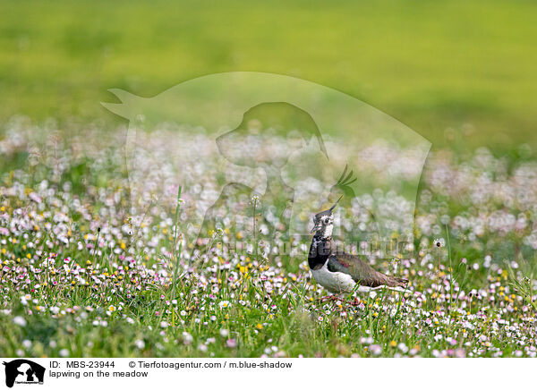 Kiebitz auf der Wiese / lapwing on the meadow / MBS-23944
