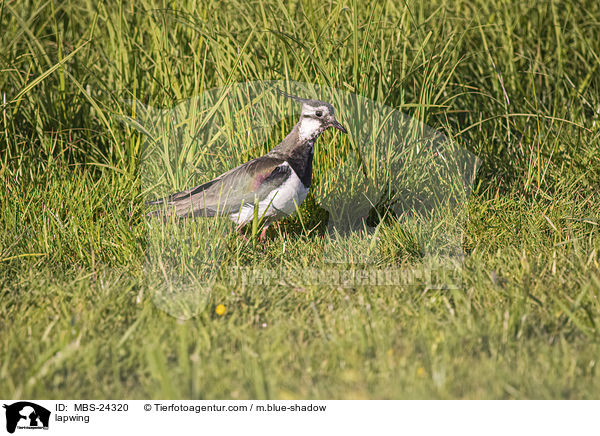 Kiebitz / lapwing / MBS-24320