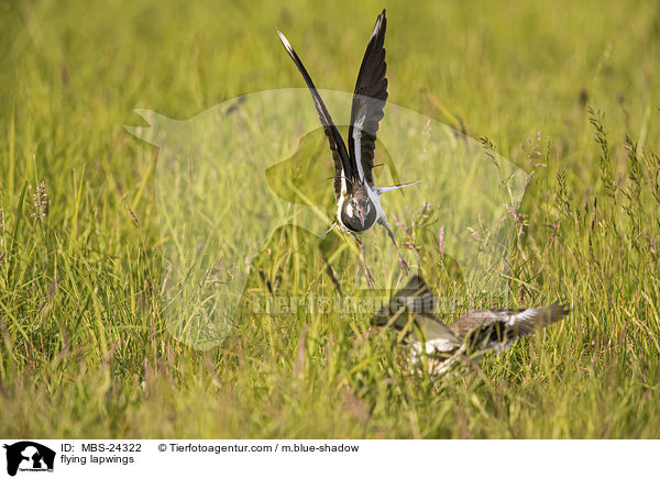 fliegende Kiebitze / flying lapwings / MBS-24322