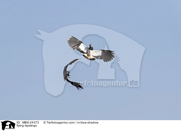 fliegende Kiebitze / flying lapwings / MBS-24373