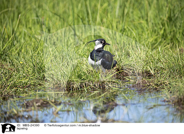 Kiebitz / lapwing / MBS-24390