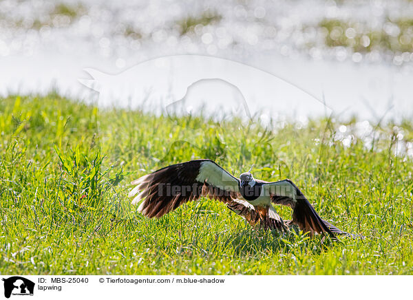 Kiebitz / lapwing / MBS-25040