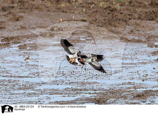 Kiebitze / lapwings / MBS-25134