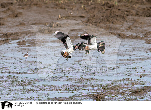 Kiebitze / lapwings / MBS-25135