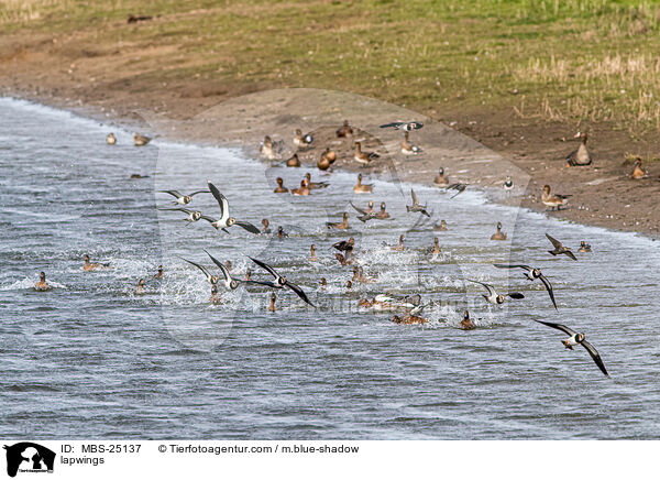 Kiebitze / lapwings / MBS-25137