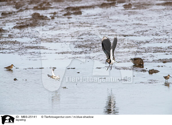 Kiebitz / lapwing / MBS-25141