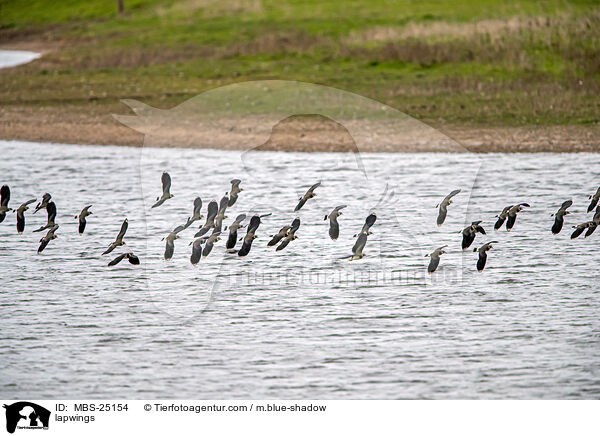 Kiebitze / lapwings / MBS-25154