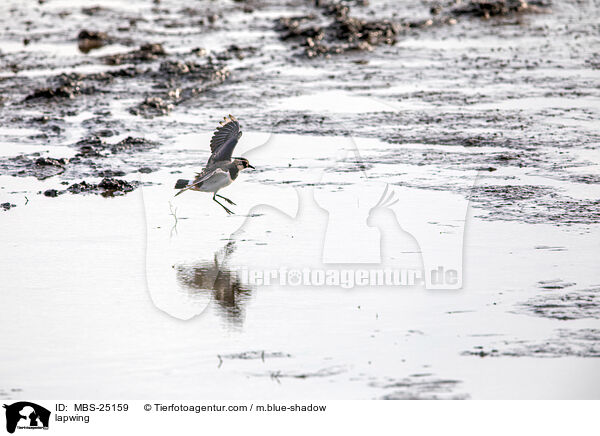 Kiebitz / lapwing / MBS-25159