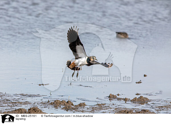 Kiebitz / lapwing / MBS-25161