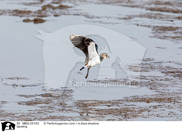 Kiebitz / lapwing / MBS-25163