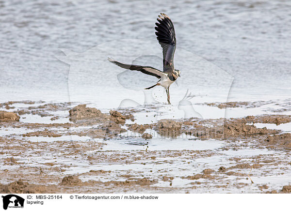 Kiebitz / lapwing / MBS-25164