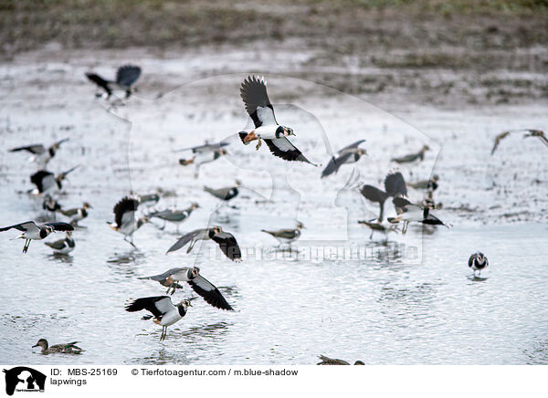 Kiebitze / lapwings / MBS-25169
