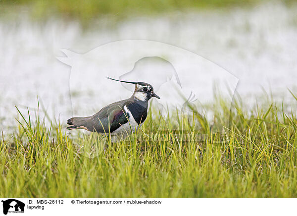 lapwing / MBS-26112