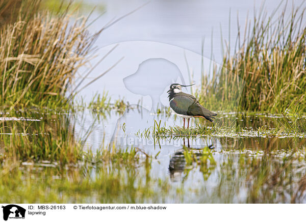 Kiebitz / lapwing / MBS-26163