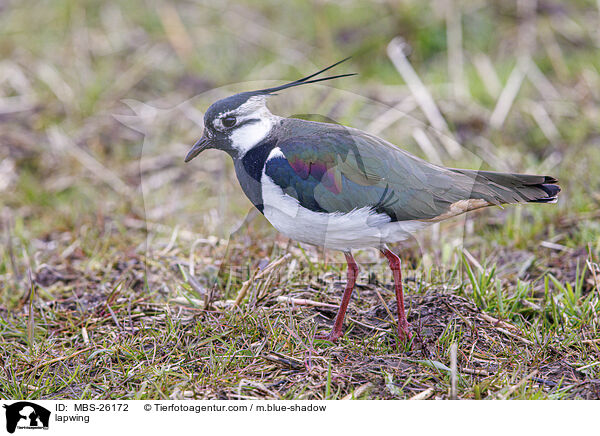 lapwing / MBS-26172