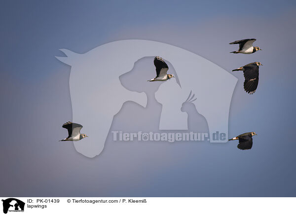 lapwings / PK-01439