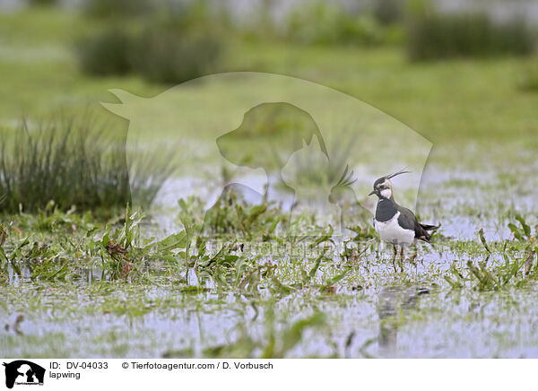 Kiebitz / lapwing / DV-04033