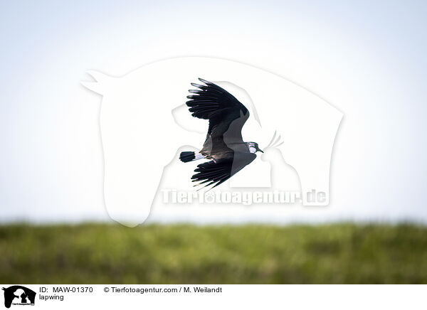 lapwing / MAW-01370