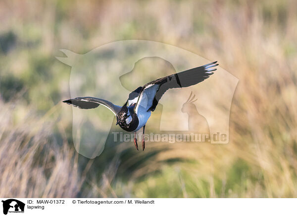 lapwing / MAW-01372