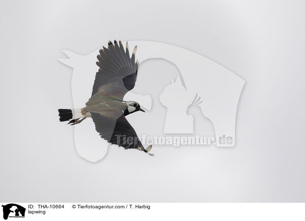 lapwing / THA-10664