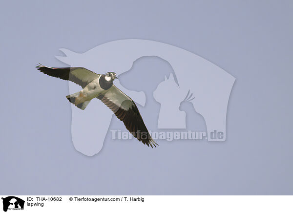 Kiebitz / lapwing / THA-10682
