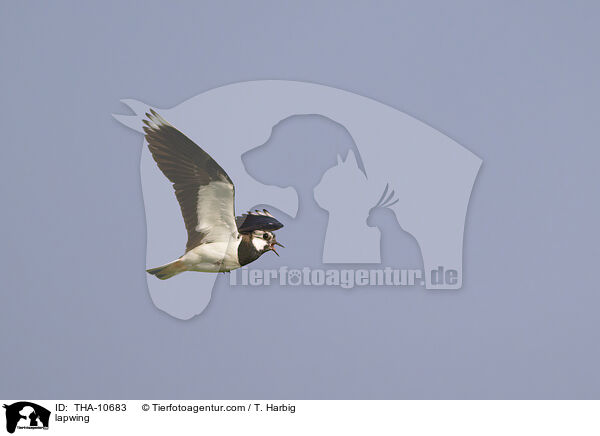 lapwing / THA-10683