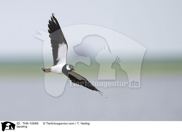 lapwing / THA-10688