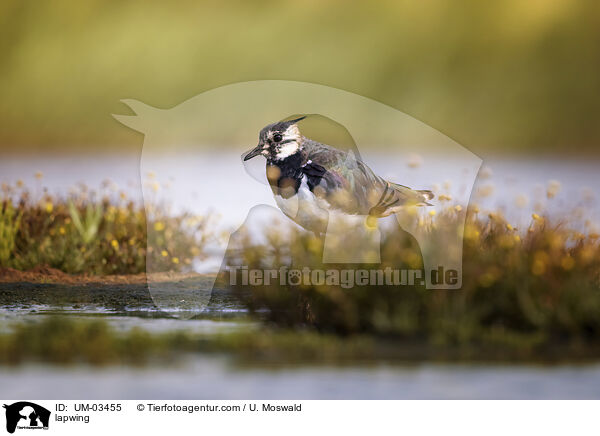 Kiebitz / lapwing / UM-03455
