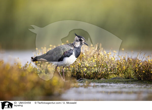 Kiebitz / lapwing / UM-03458