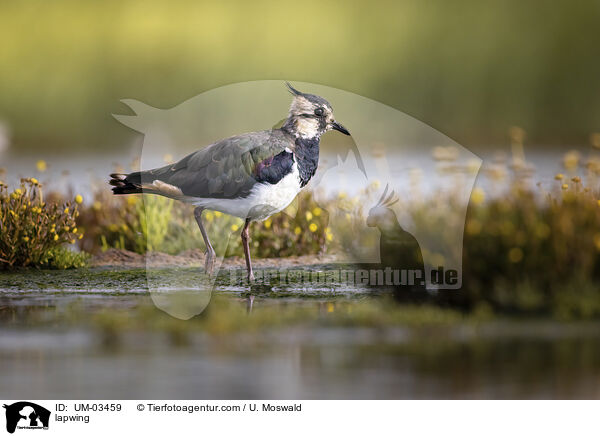 lapwing / UM-03459