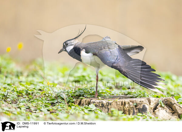 Kiebitz / Lapwing / DMS-11991