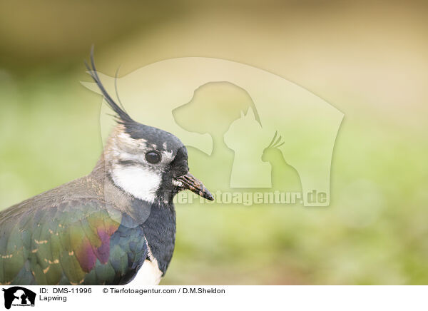 Kiebitz / Lapwing / DMS-11996