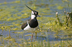 lapwing