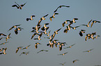 lapwing