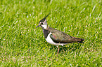 lapwing