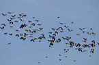 lapwing